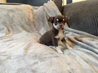 Sabi, a female Chihuahua for sale in Denver, CO – 3 of 5