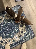Yuki, a female Chihuahua for sale in Denver, CO – 6 of 6