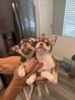 Sabi, a female Chihuahua for sale in Denver, CO – 2 of 5
