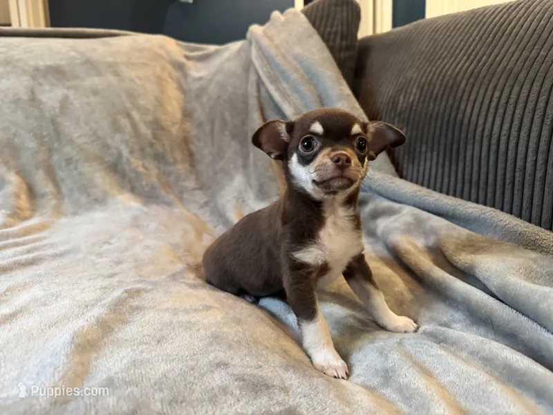Sabi – Chihuahua puppy for sale in Denver, CO