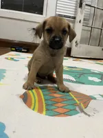 Boy, a male Border Terrier and Yorkipoo for sale in Minneapolis, MN – 1 of 1