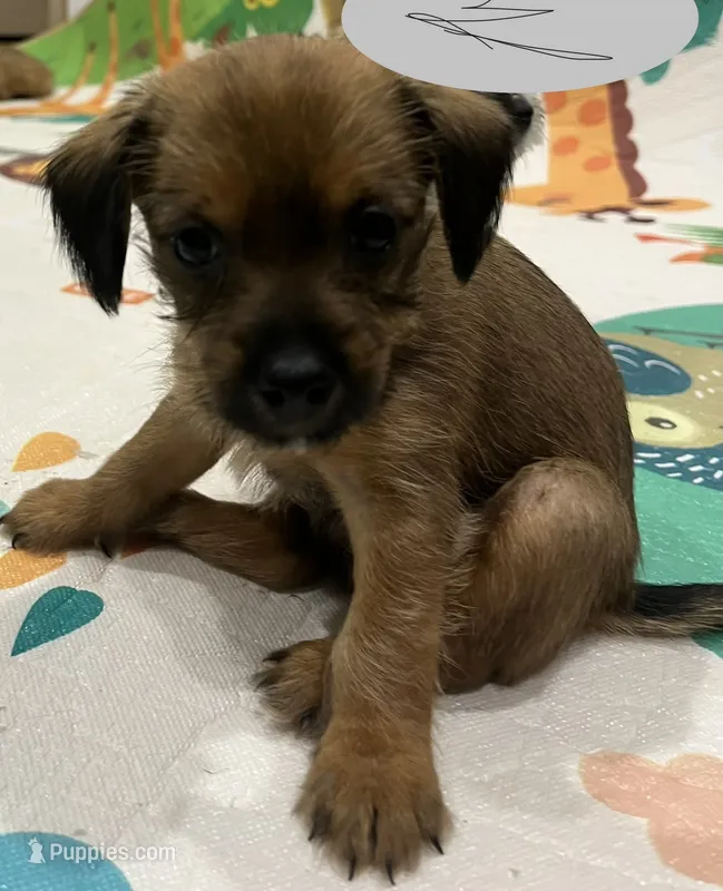 Girl  – Border Terrier, Yorkipoo puppy for sale in Minneapolis, MN