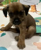 Girl , a female Border Terrier and Yorkipoo for sale in Minneapolis, MN – 1 of 1