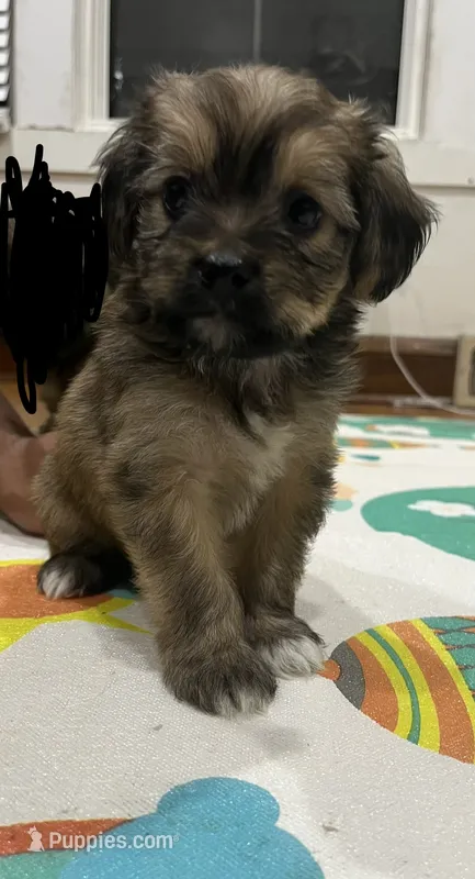 Boy  – Border Terrier, Yorkipoo puppy for sale in Minneapolis, MN