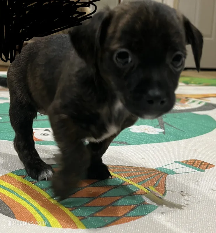 Girl – Border Terrier, Yorkipoo puppy for sale in Minneapolis, MN