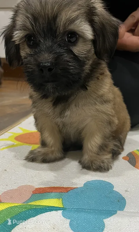 Boy – Border Terrier, Yorkipoo puppy for sale in Minneapolis, MN