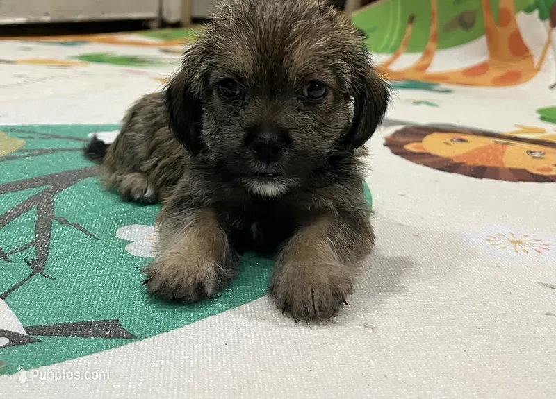 Boy – Border Terrier, Yorkipoo puppy for sale in Minneapolis, MN