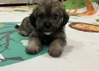 Boy, a male Border Terrier and Yorkipoo for sale in Minneapolis, MN – 1 of 1