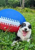 Rylie blue eye, a female Australian Shepherd for sale in Arkport, NY – Photo 3 of 3