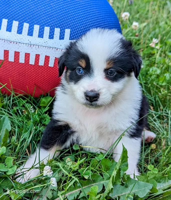 Rylie blue eye, a female Australian Shepherd for sale in Arkport, NY – Photo 1 of 3