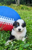 Rylie blue eye, a female Australian Shepherd for sale in Arkport, NY – Photo 2 of 3