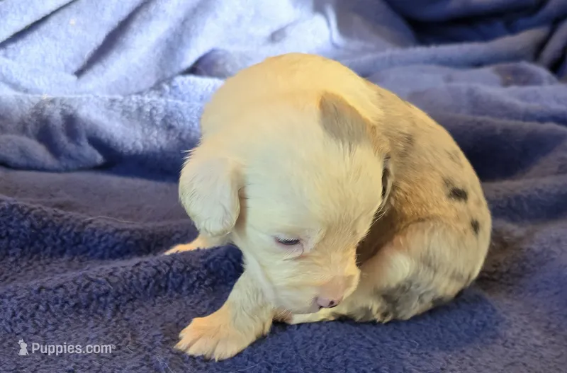 Poppy – Aussalier puppy for sale in Arkport, NY