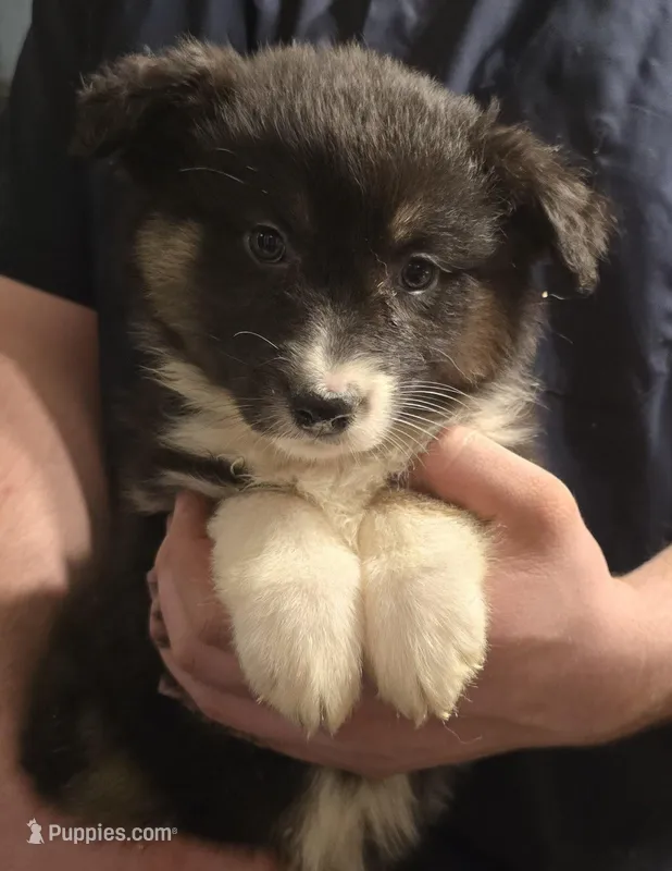 Donna – Australian Shepherd puppy for sale in Arkport, NY