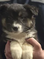 Donna, a female Australian Shepherd for sale in Arkport, NY – Photo 2 of 2