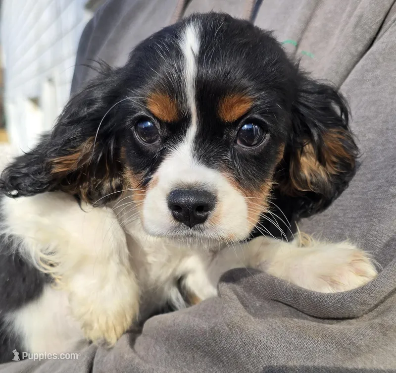 Chance – Cavalier King Charles Spaniel puppy for sale in Arkport, NY