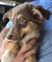 Denver, a male Australian Shepherd for sale in Arkport, NY – Photo 1 of 2