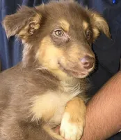 Denver, a male Australian Shepherd for sale in Arkport, NY – Photo 2 of 2