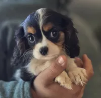 Celina, a female Cavalier King Charles Spaniel for sale in Arkport, NY – 4 of 6