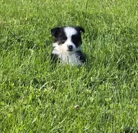 Danny blue eyes, a male Australian Shepherd for sale in Arkport, NY – 2 of 4