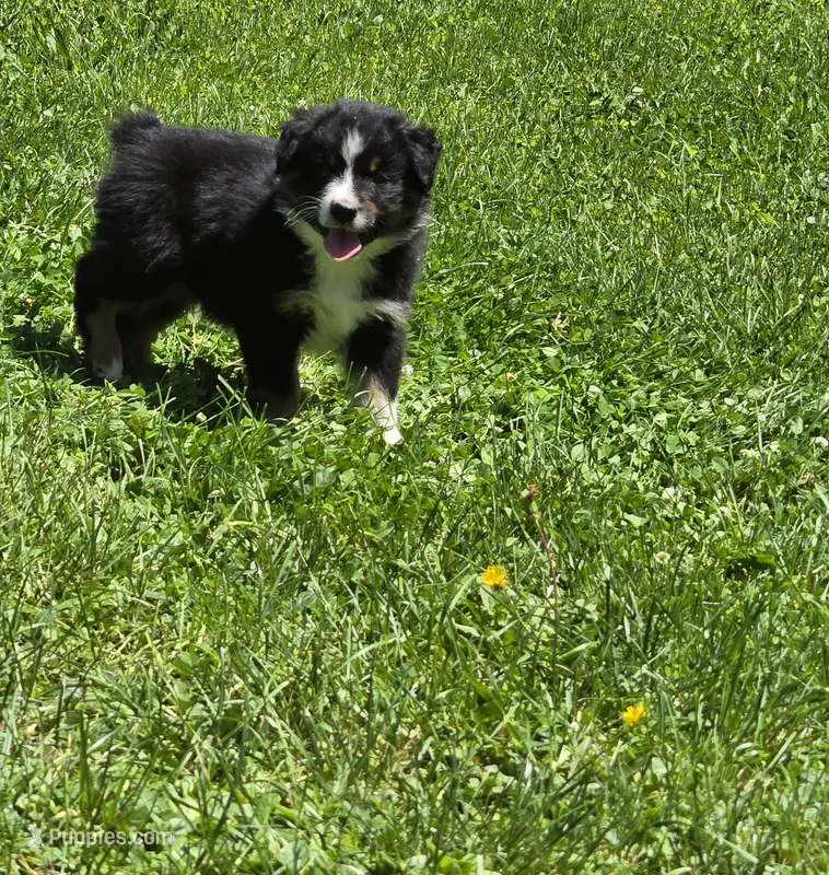 Geoff – Australian Shepherd puppy for sale in Arkport, NY