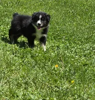 Geoff, a female Australian Shepherd for sale in Arkport, NY – 1 of 5