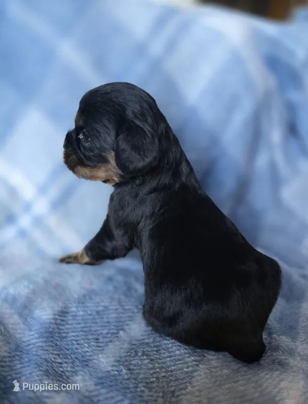 Mia – Cavalier King Charles Spaniel puppy for sale in Arkport, NY