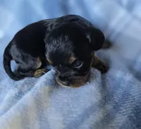 Mia, a female Cavalier King Charles Spaniel for sale in Arkport, NY – Photo 2 of 3