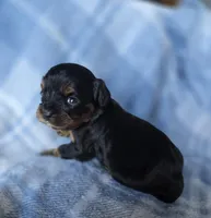 Mia, a female Cavalier King Charles Spaniel for sale in Arkport, NY – Photo 3 of 3