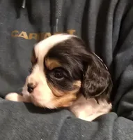 Marky, a male Cavalier King Charles Spaniel for sale in Arkport, NY – 1 of 2