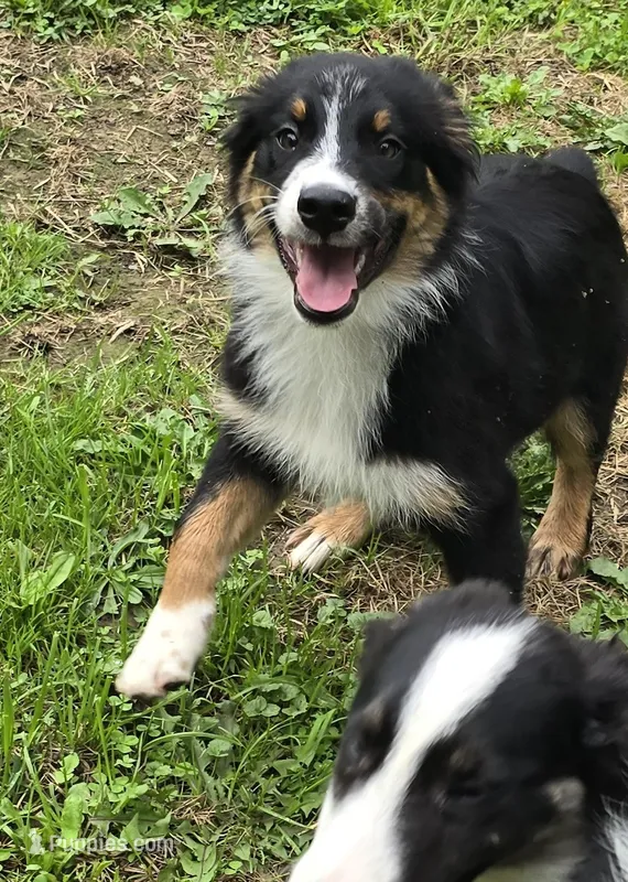 Geoff – Australian Shepherd puppy for sale in Arkport, NY