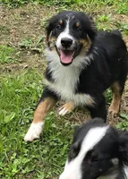 Geoff, a female Australian Shepherd for sale in Arkport, NY – 1 of 1