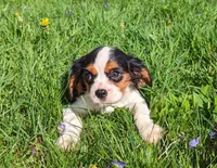 Shania, a female Cavalier King Charles Spaniel for sale in Arkport, NY – Photo 1 of 3