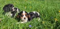 Shania, a female Cavalier King Charles Spaniel for sale in Arkport, NY – Photo 2 of 3