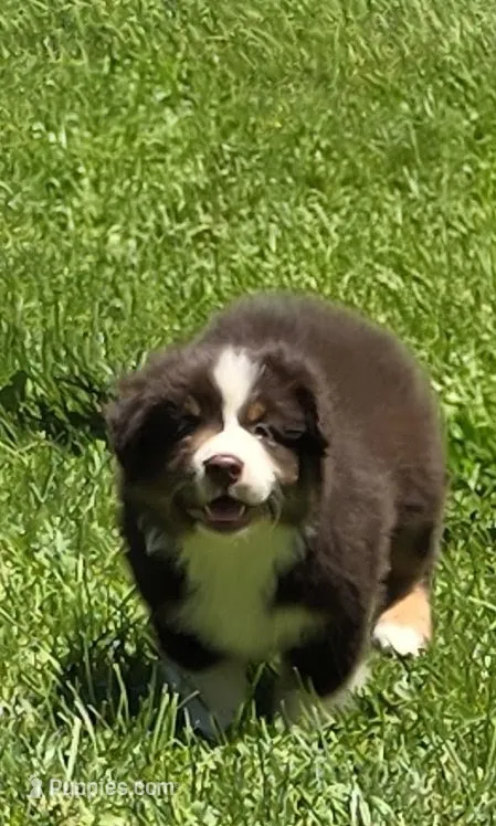 Gemma – Australian Shepherd puppy for sale in Arkport, NY