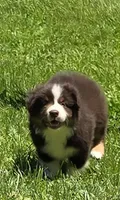 Gemma, a female Australian Shepherd for sale in Arkport, NY – 1 of 3
