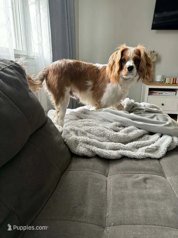 Toby – Cavalier King Charles Spaniel puppy for sale in Arkport, NY