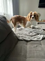 Toby, a male Cavalier King Charles Spaniel for sale in Arkport, NY – 1 of 1