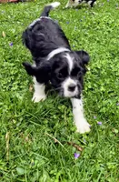 Black and white, a female Cavalier King Charles Spaniel for sale in Arkport, NY – 2 of 6