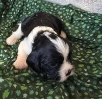 Black and white, a female Cavalier King Charles Spaniel for sale in Arkport, NY – Photo 2 of 2
