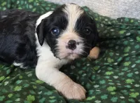 Black and white, a female Cavalier King Charles Spaniel for sale in Arkport, NY – Photo 1 of 2