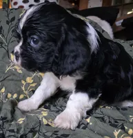 Black and white, a female Cavalier King Charles Spaniel for sale in Arkport, NY – Photo 2 of 4