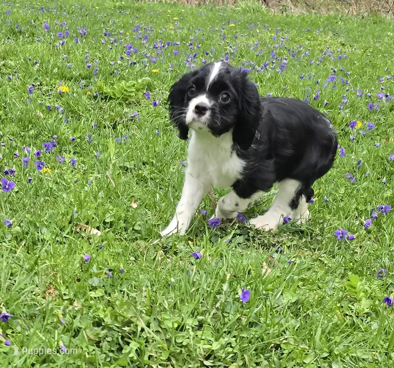 Black and white – Cavalier King Charles Spaniel puppy for sale in Arkport, NY