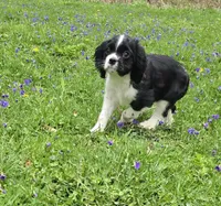 Black and white, a female Cavalier King Charles Spaniel for sale in Arkport, NY – 1 of 6