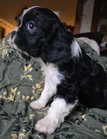 Black and white, a female Cavalier King Charles Spaniel for sale in Arkport, NY – Photo 4 of 4