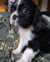Black and white, a female Cavalier King Charles Spaniel for sale in Arkport, NY – Photo 3 of 4