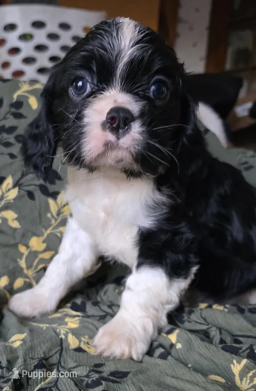 Black and white – Cavalier King Charles Spaniel puppy for sale in Arkport, NY