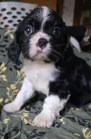 Black and white, a female Cavalier King Charles Spaniel for sale in Arkport, NY – Photo 1 of 4