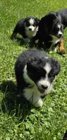 Glow, a female Australian Shepherd for sale in Arkport, NY – 4 of 5