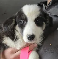 Sugar, a female Australian Shepherd for sale in Arkport, NY – Photo 2 of 4