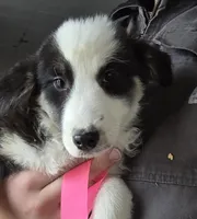 Sugar, a female Australian Shepherd for sale in Arkport, NY – Photo 1 of 4